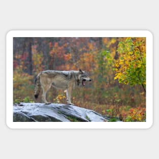 Timber Wolf in the rain Sticker